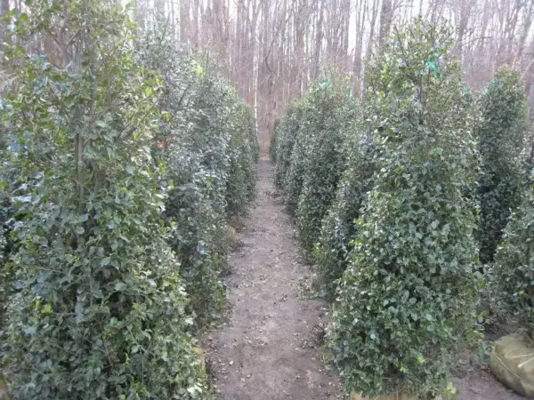 Evergreens Dragon Lady Holly