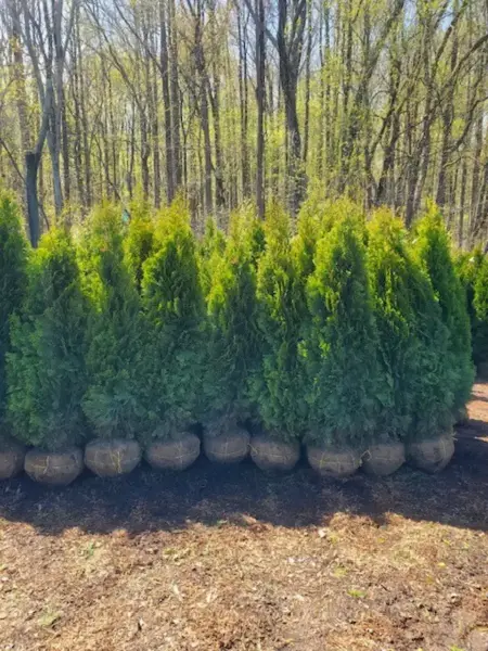 Emerald Green Arborvitae