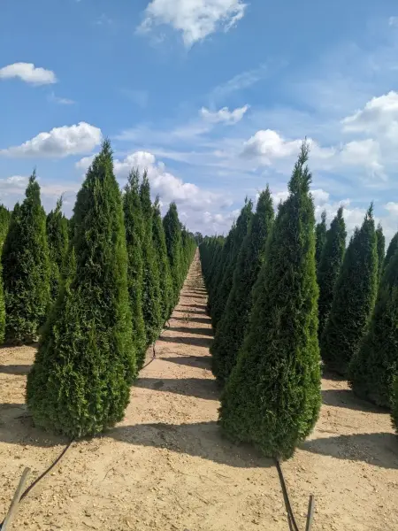 Emerald Green Arborvitae