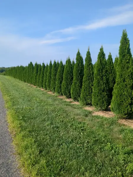 Emerald Green Arborvitae