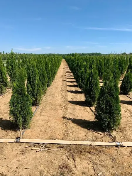 Emerald Green Arborvitae