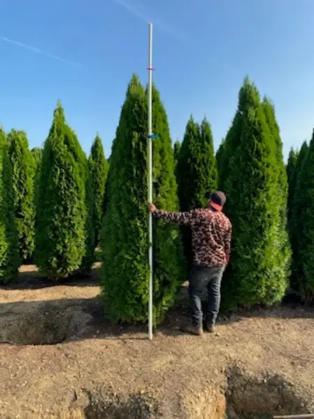 Emerald Green Arborvitae