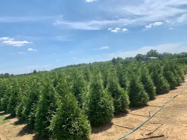 Evergreens Green Giant Arborvitae