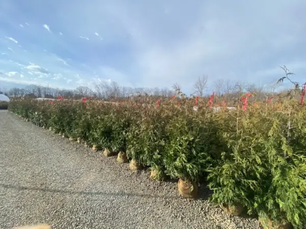 Green Giant Arborvitae