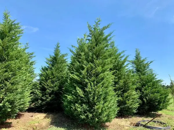 Leyland Cypress
