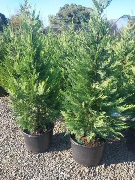 Leyland Cypress