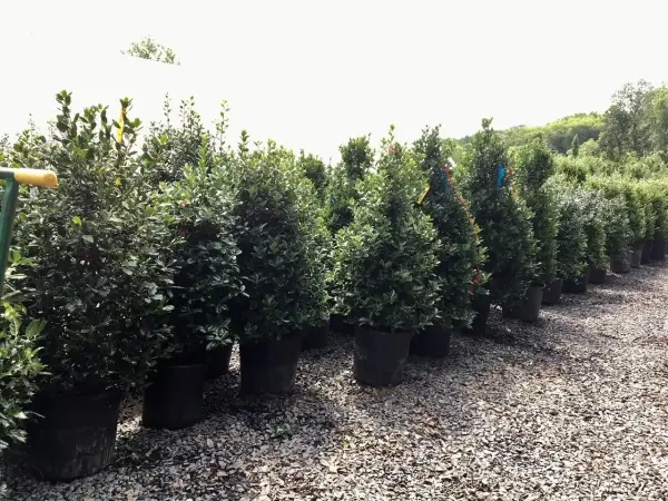 Evergreens Nellie Stevens Holly