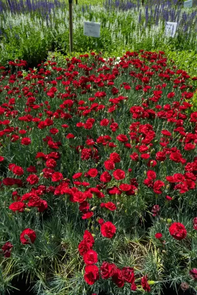 Fire Witch Dianthus
