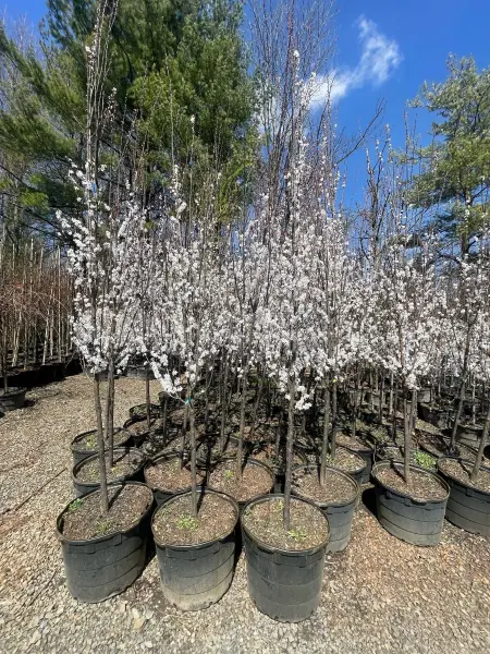Flowering Pear Trees