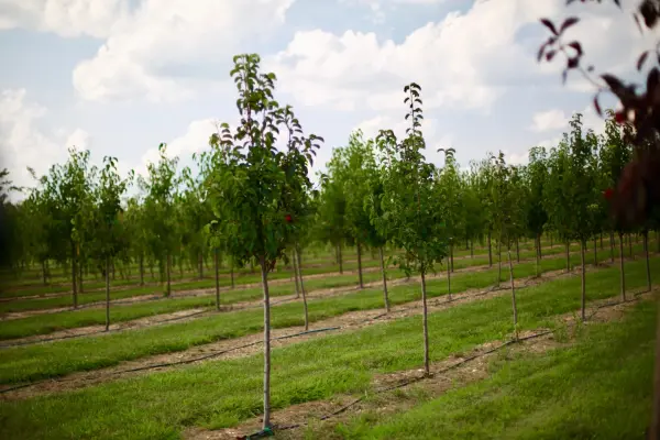 Flowering Pear Trees