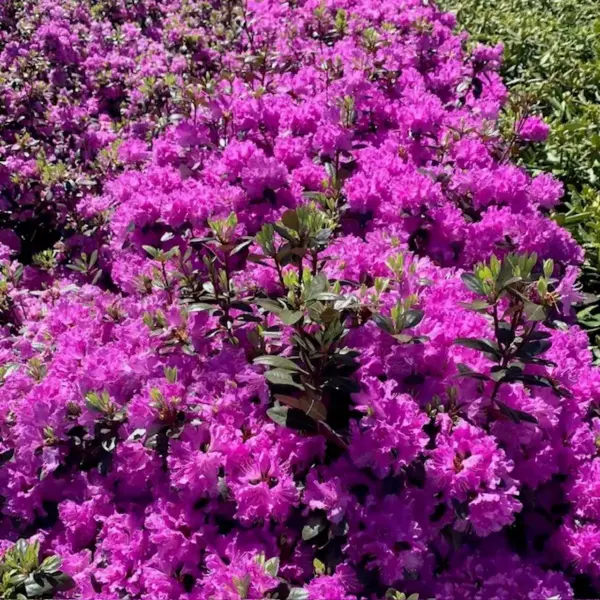 Flowering Shrubs Pjm Rhododendron