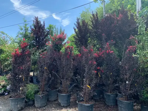 Black Diamond Crape Myrtle