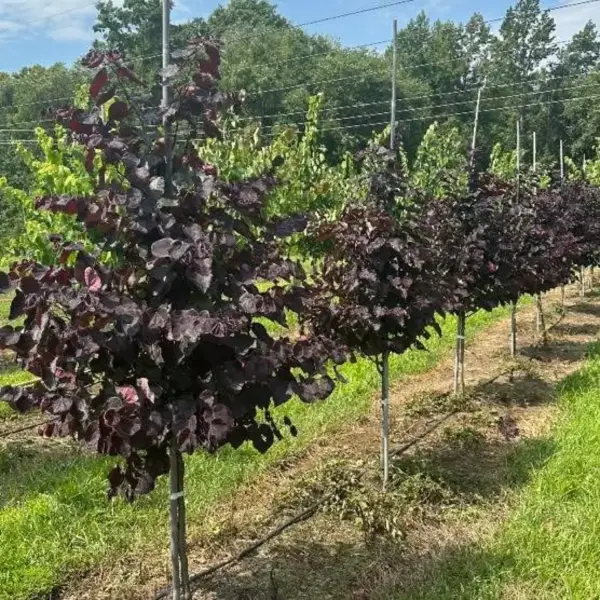 Black Pearl Redbud
