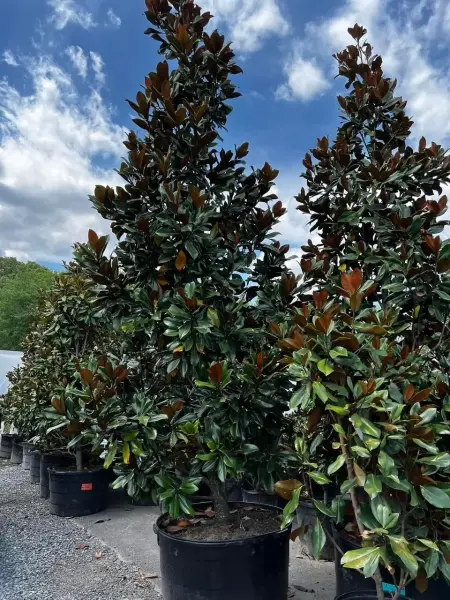 Dd Blancher Southern Magnolia