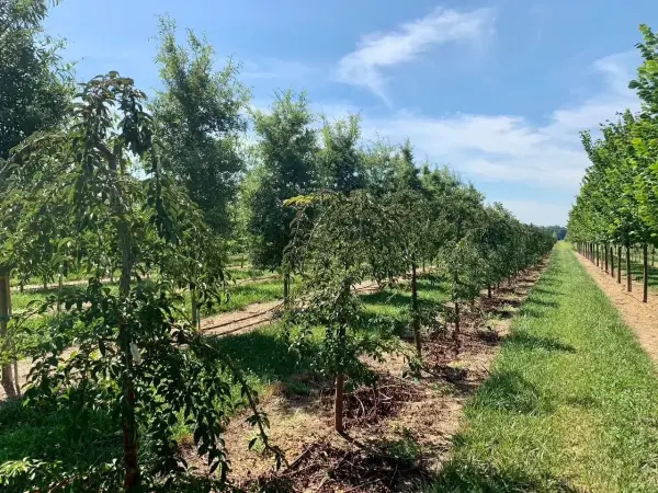 Double Graft Snow Fountain Weeping Cherry