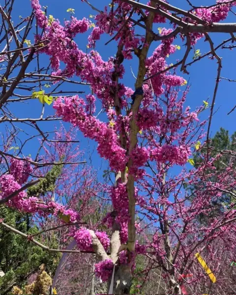 Flowering Redbud