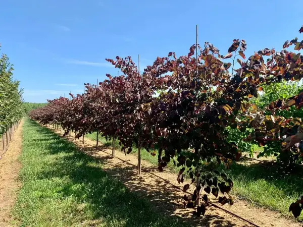 Flowering Trees Forest Pansy Redbud
