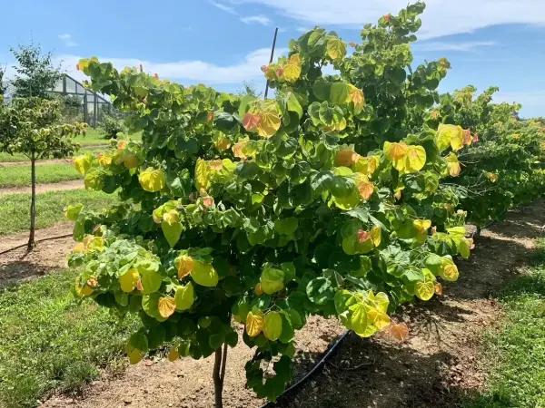 Hearts Of Gold Redbud