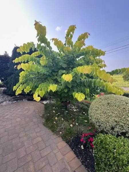 Hearts Of Gold Redbud
