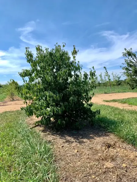 Japanese Kousa Dogwood
