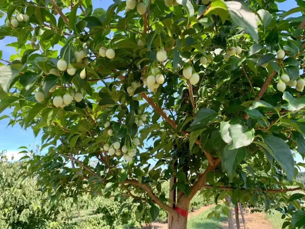 Flowering Trees Japanese Snowbell