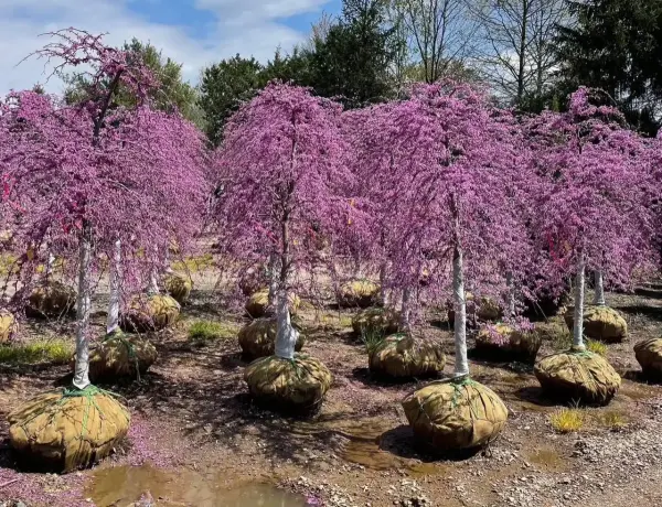 Flowering Trees Lavender Twist Redbud