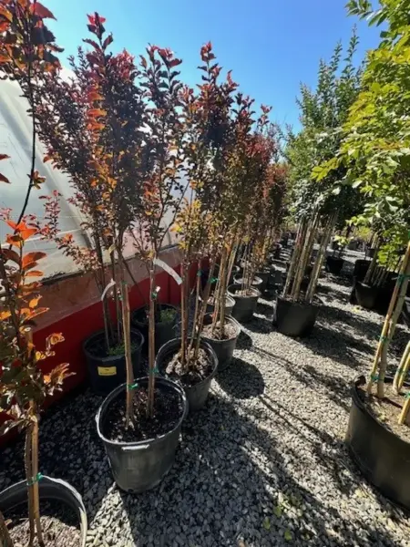 Thunderstruck Crape Myrtle