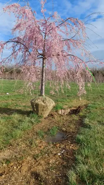 Weeping Pink Cherry