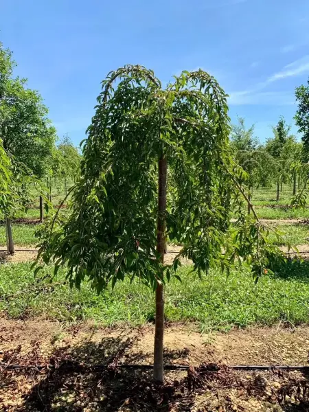 Weeping Snow Fountain Cherry