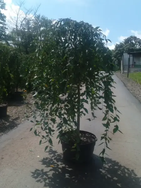 Weeping Snow Fountain Cherry