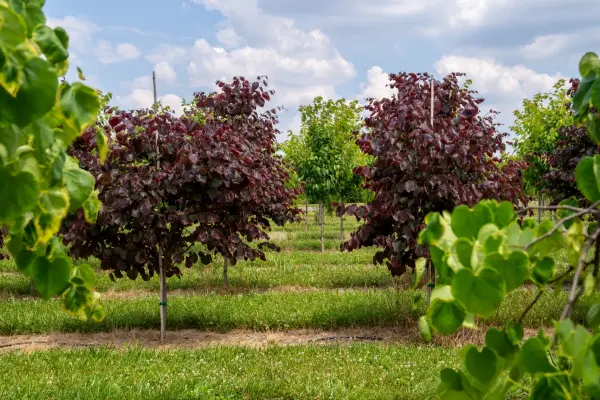 Forest Pansy Redbud Trees