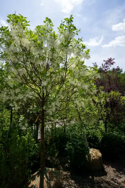 Fringe Tree