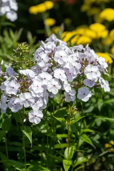 Garden Phlox