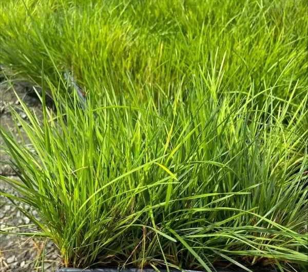 Golden Dew Tufted Grass