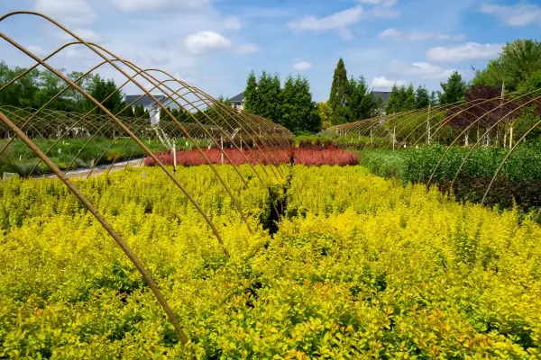 Golden Rocket Barberry