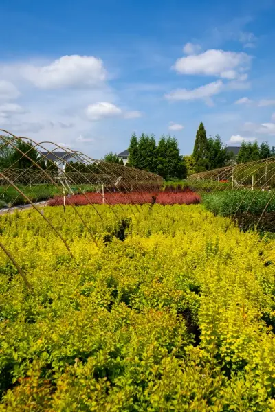 Golden Rocket Barberry