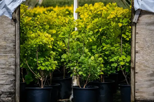 Golden Spirit Smoke Bush