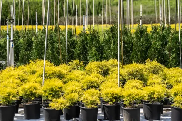 Goldthread Cypress