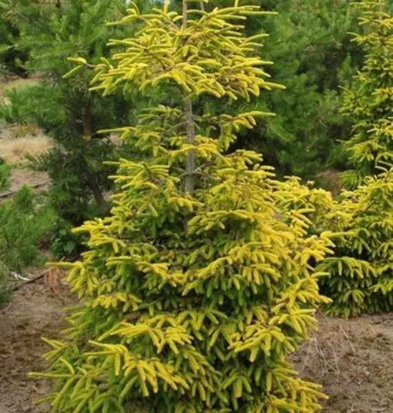 Grafted Picea Orientalis Oriental Spruce Skylands
