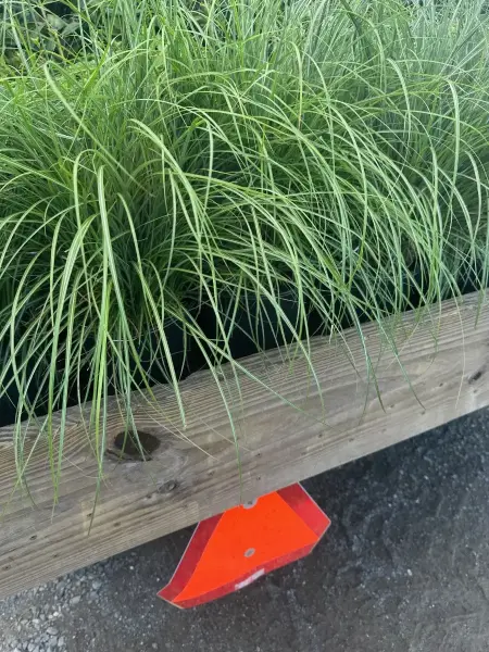 Adagio Dwarf Maiden Grass