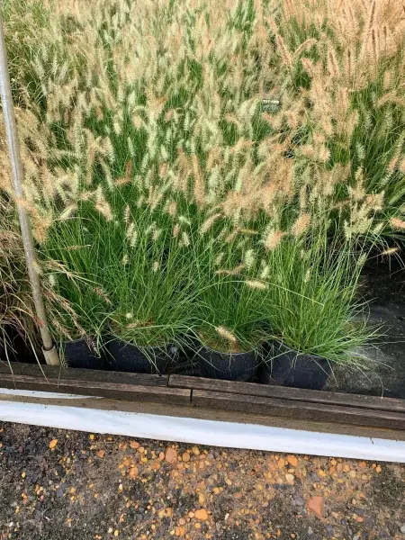 Little Bunny Fountain Grass