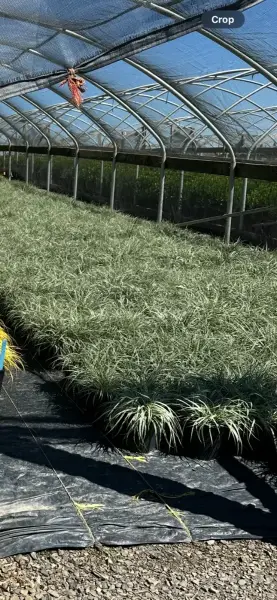 Silver Scepter Carex