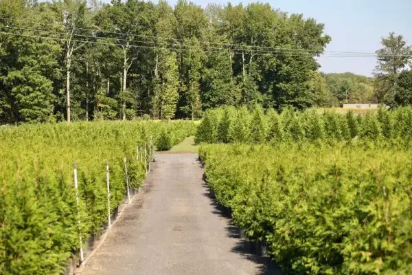 Green Giant Evergreens