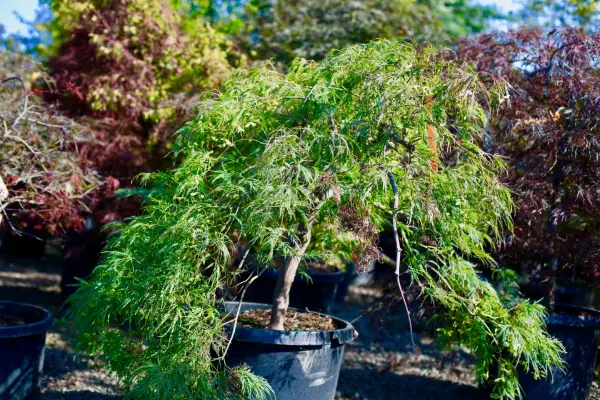 Green Japanese Maple Trees