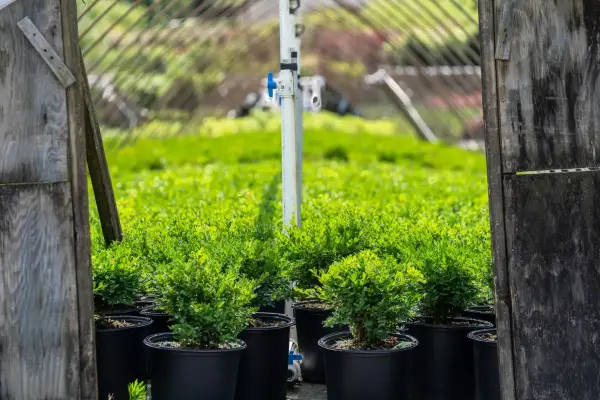 Green Velvet Boxwood