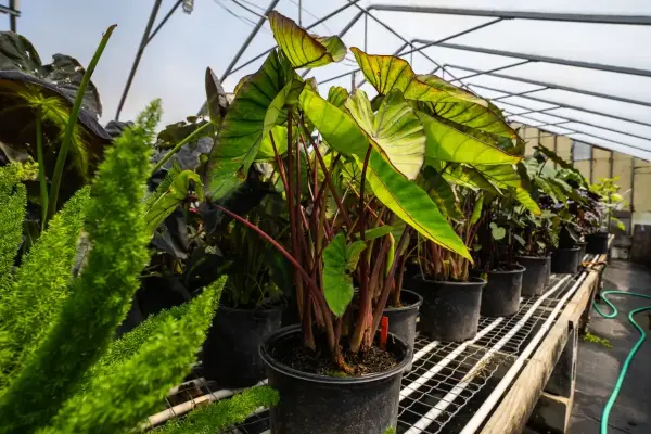 Hawaiian Punch Elephant Ear