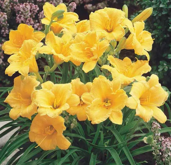 Hemerocallis Daylily Stella Doro