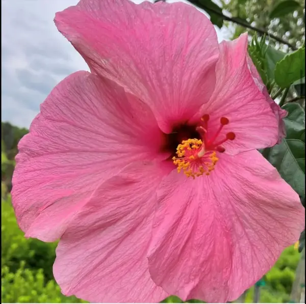 Hibiscus Flower