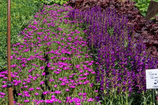 Ice Plant Purple Penstemon