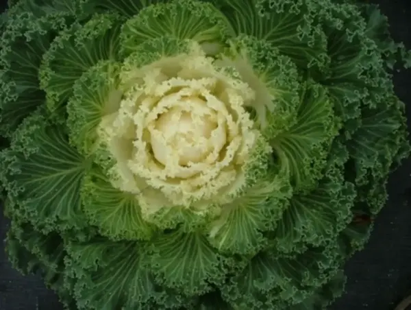 Kale Nagoya White